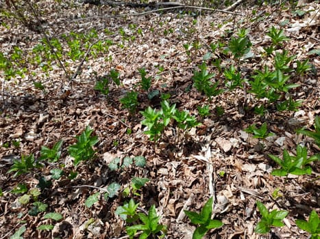 Dog's mercury in the forest in spring, Mercurialis perennis