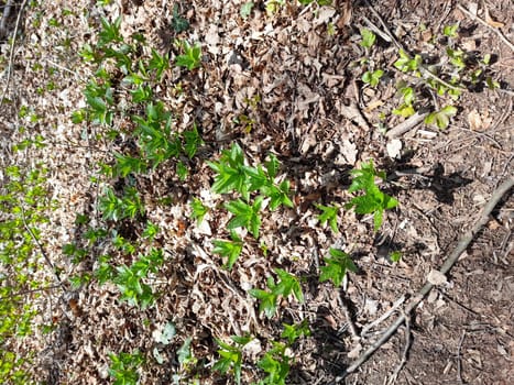 Dog's mercury in the forest in spring, Mercurialis perennis