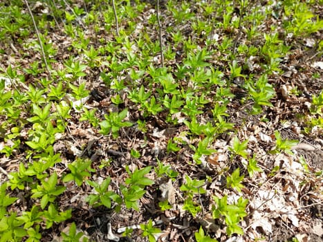 Dog's mercury in the forest in spring, Mercurialis perennis