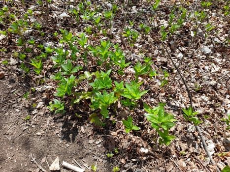 Dog's mercury in the forest in spring, Mercurialis perennis