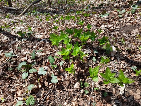 Dog's mercury in the forest in spring, Mercurialis perennis