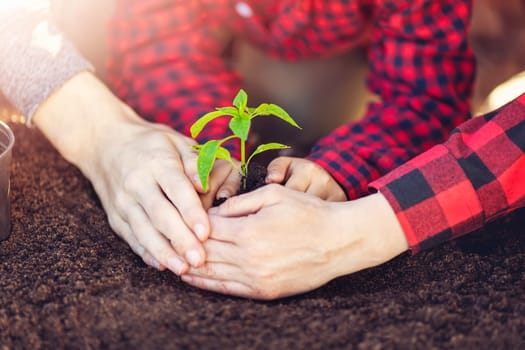Father, mother and their child holding together a young plant grown in the soil. Concept of the ecology and planet saving.