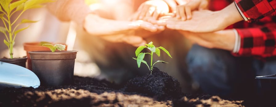 Father, mother and their child holding their hands above a young plant grown in the soil. Concept of the ecology and planet saving.