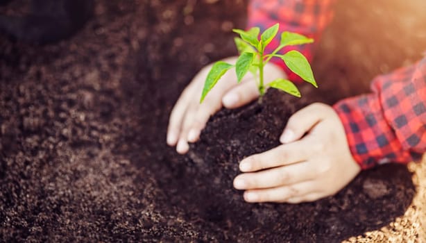 Hands of a child holding a young plant grown in the soil. Concept of the ecology saving and farming.