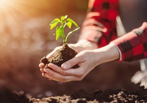Woman hands taking care of a seedling in the soil. New sprout on sunny day in the garden in spring