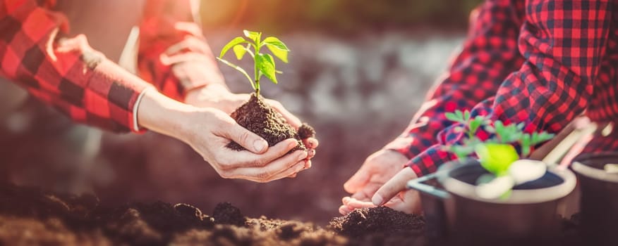 An adult giving a young sprout in the hands of a child. Concept of saving of the ecosistem and farming.