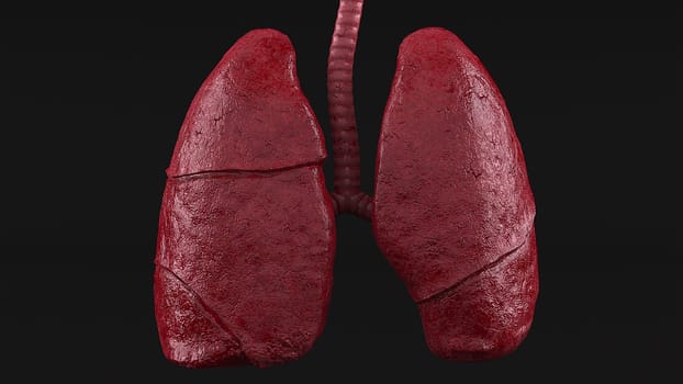 Realistic respiratory organs with pleural lining and 3d render epithelium. Cone shaped paired half lobes with physiological design. Concept of lung diseases with right lifestyle and ecology.