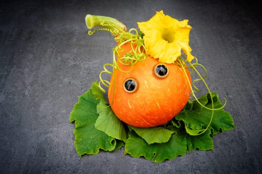 Funny red kuri squash with googly eyes on leaves over dark background