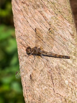 Elevated full length view of a large brown darter (lat: Sympetrum striolatum) perched on a piece of wood against a blurred natural background in autumn.