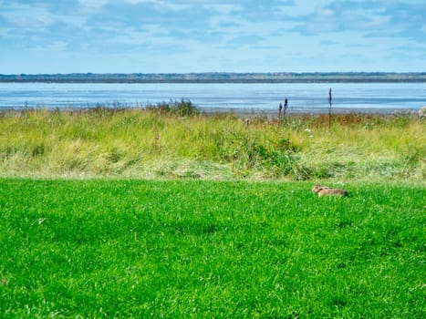 North German shore landscape on the Wadden Sea with a lying hare in the salt marshes near the town of Esens-Bensersiel.