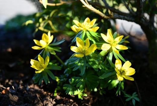 blooming winterlings in the garden
