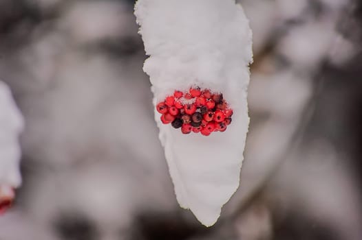 a bunch of mountain ash is dusted with snow. High quality photo