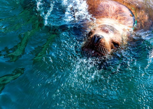 The Steller sea lion in the water of Avacha Bay in Kamchatka