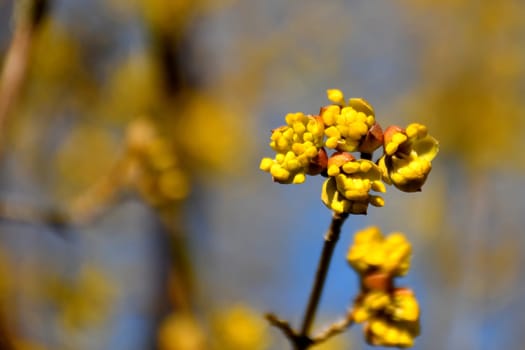 dogwood blossom in spring in Germany, Chinese medicinal tree