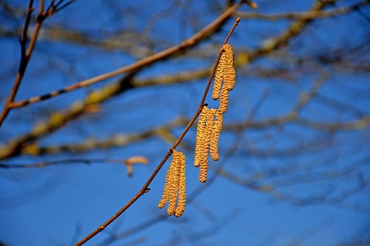 Hazelnut blossom in Germany in wintertime