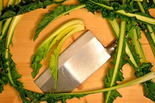 Puntarelle, fresh variant of chicory of Italy
