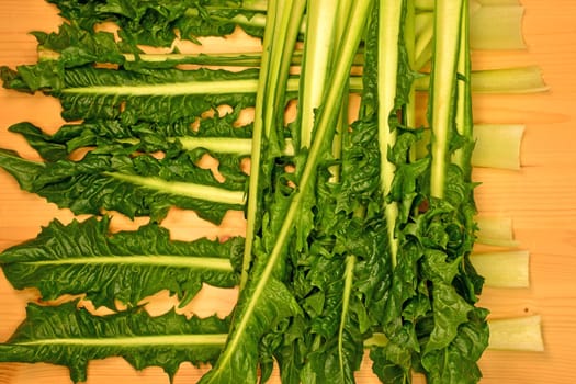 Puntarelle, fresh variant of chicory of Italy