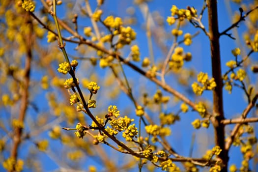 dogwood blossom in spring in Germany, Chinese medicinal tree