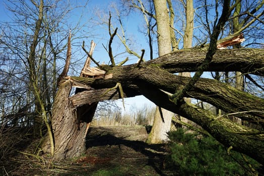 Huge tree that fell over in a strong storm