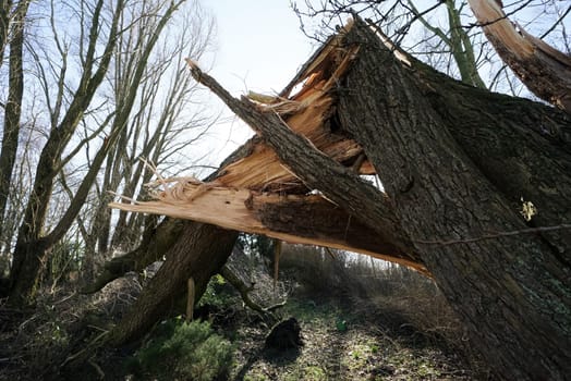 Huge tree that fell over in a strong storm