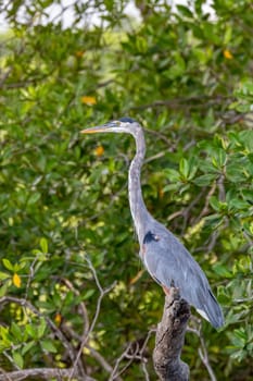 Great blue heron (Ardea herodias), River Rio Tenorio, Wildlife and birdwatching in Costa Rica.