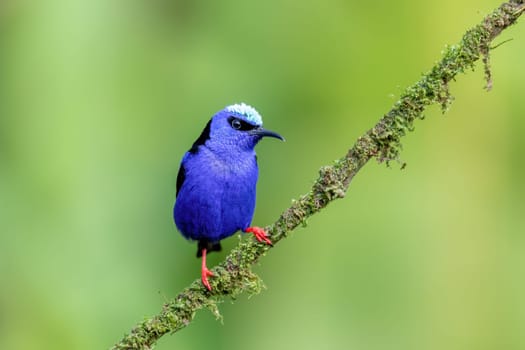 Small bird Red-legged honeycreeper (Cyanerpes cyaneus), La Fortuna, Volcano Arenal, Wildlife and birdwatching in Costa Rica.