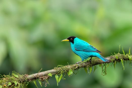 Green Honeycreeper - Chlorophanes spiza, small green bird with black head in tanager family, found in the tropical forest. La Fortuna, Volcano Arenal, Wildlife and birdwatching in Costa Rica.