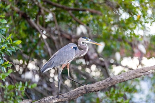 Great blue heron (Ardea herodias), River Rio Tenorio, Wildlife and birdwatching in Costa Rica.