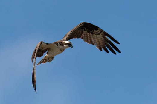 Bird of Prey Osprey (Pandion haliaetus), flying above the River Rio Bebeder against blue sky, Wildlife and birdwatching in Costa Rica.