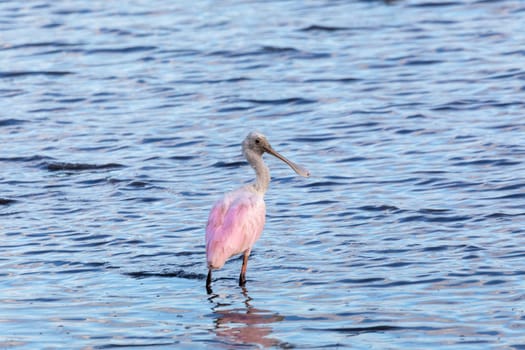 Pink bird Spoonbill, Platalea ajaja, looking for food in shallow water, Tarcoles, Wildlife and birdwatching in Costa Rica.