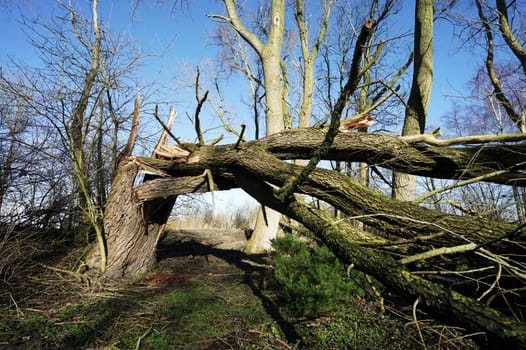 Huge tree that fell over in a strong storm