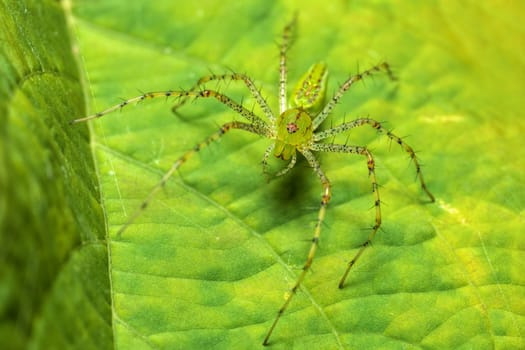 Peucetia viridans, the Green Lynx Spider, is a bright-green lynx spider usually found on green plants. Tarcoles, Costa Rica, Rainforest Spider
