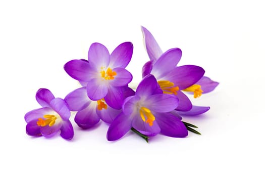 crocus - one of the first spring flowers on white background