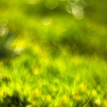 Abstract Nature Background - fresh green grass. Soft Focus.