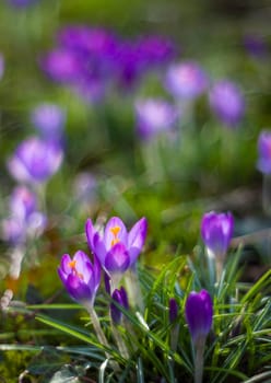 crocus - one of the first spring flowers in the garden