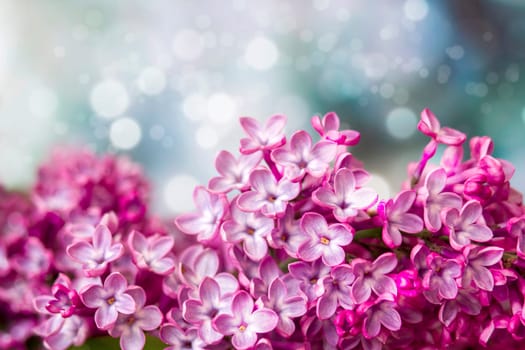 Blooming lilac flowers. Macro photo.