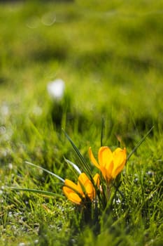crocus - one of the first spring flowers in the garden - soft focus