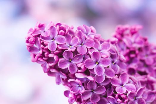 Blooming lilac flowers. Macro photo.