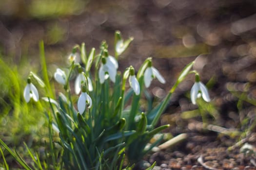 snowdrop - one of the first spring flowers in the garden - soft focus
