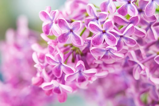 Blooming lilac flowers. Macro photo.