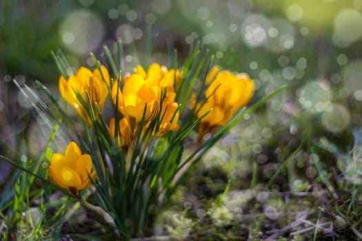 crocus - one of the first spring flowers in the garden