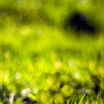 Abstract Nature Background - fresh green grass. Soft Focus.