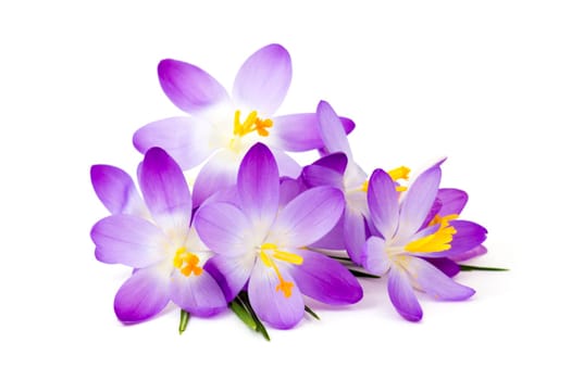 crocus - one of the first spring flowers on white