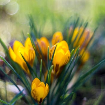 crocus - one of the first spring flowers in the garden - soft focus