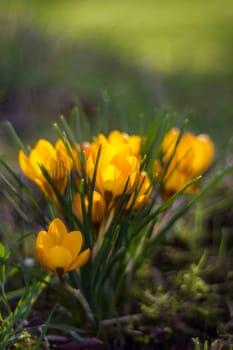 crocus - one of the first spring flowers in the garden - soft focus
