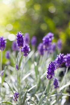 lavender flovers in the garden - soft focus