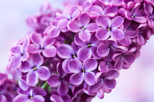 Blooming lilac flowers. Macro photo.