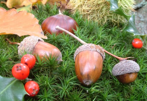 Acorns and berries on the moss in the forest