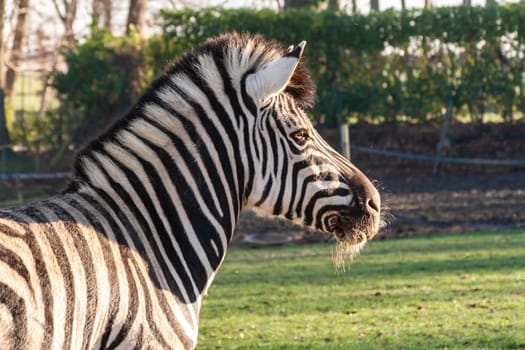 A closeup shot of a zebra on a field