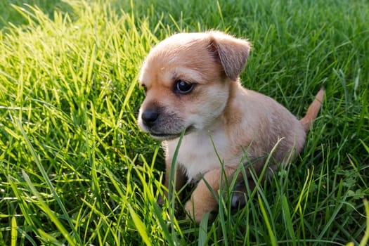 A closeup shot of a cute puppy in the grass